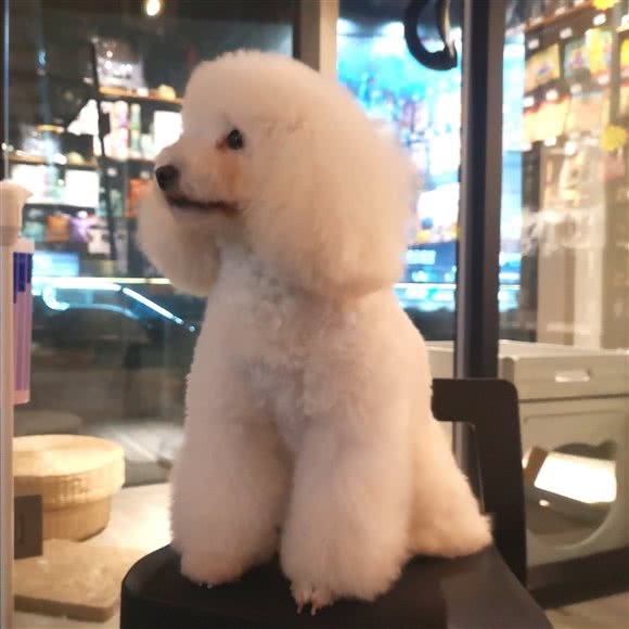 PETKIT小佩宠物(悠方广场店):上海城区杨浦区新江湾城附近