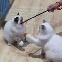 魔都·喵星球·撸猫馆(五角场大江户店):上海城区杨浦区新江湾城附近