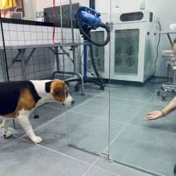 派多格宠物(黄桦路店):上海城区闵行区龙柏地区附近