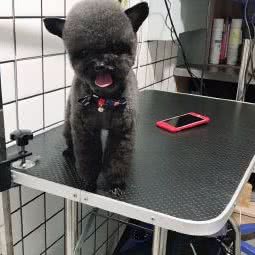 神宠宠物 撸猫馆 宠物店:上海城区闵行区龙柏地区附近