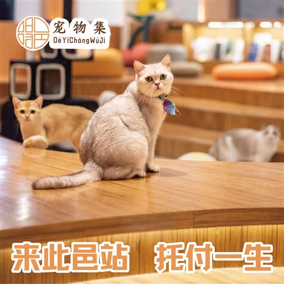 得邑宠物集·猫咖·萌宠美容:上海城区闵行区龙柏地区附近
