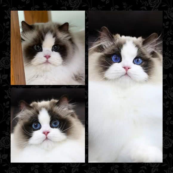 HELLOMIMI名猫馆:上海城区闵行区龙柏地区附近