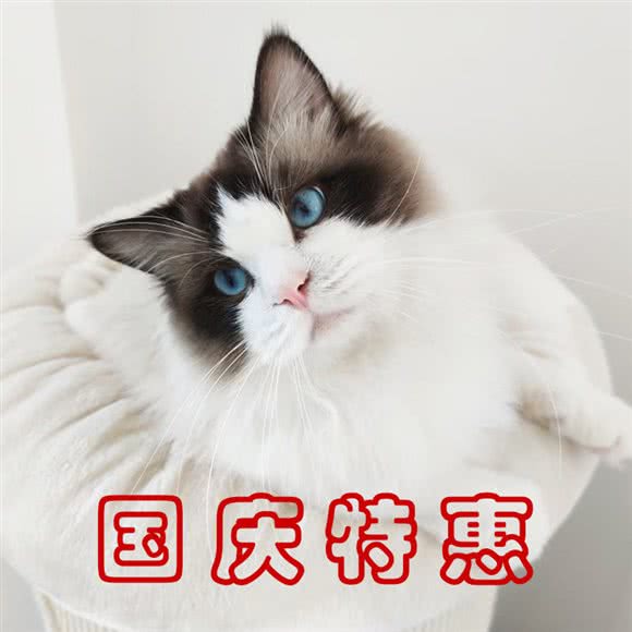 爱奇猫人偶猫舍:北京城区海淀区牡丹园/北太平庄附近