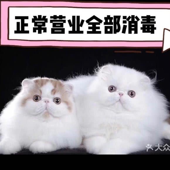 猫仆猫咖 撸猫 洗猫 寄养(龙茗店):上海城区闵行区虹桥镇附近