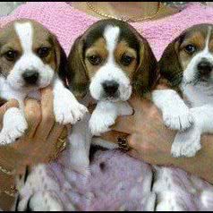 超级可爱聪明的宠物店:上海城区闵行区虹桥镇附近