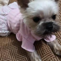 PETKIT小佩宠物(闵行航东路店):上海城区闵行区虹桥镇附近