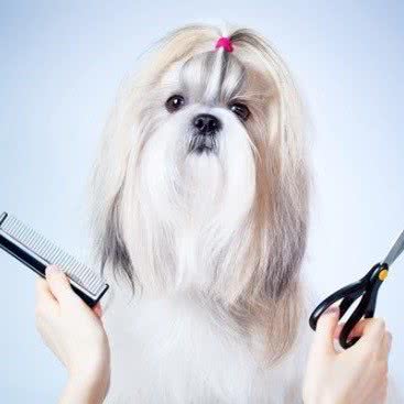 动物农场 ????(龙茗店):上海城区闵行区虹桥镇附近