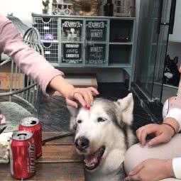 吉满宠物用品店(虹桥花市店):上海城区闵行区虹桥镇附近