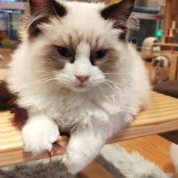 魔都·喵星球.撸猫馆(虹桥店):上海城区闵行区虹桥镇附近