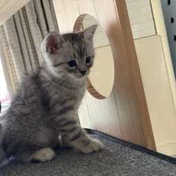 颜宠·家庭式猫咪寄养:上海城区闵行区莘庄附近