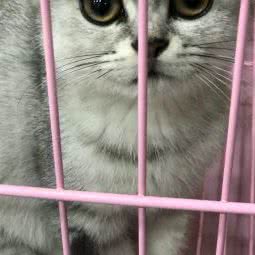 婴儿宠物:上海城区闵行区莘庄附近