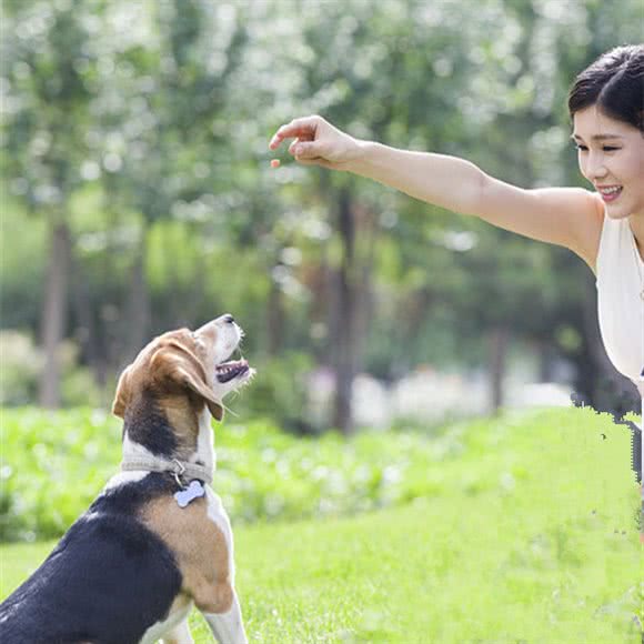 开心宠物训练狗狗学校(闵行店):上海城区闵行区莘庄附近