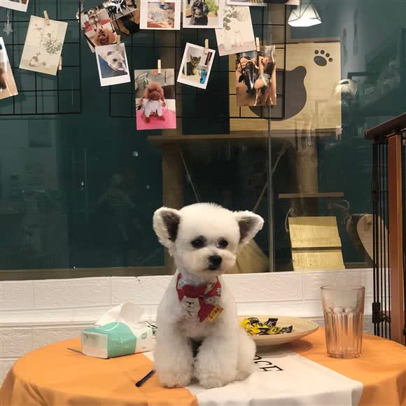 柴叔十家宠物生活馆:上海城区闵行区莘庄附近