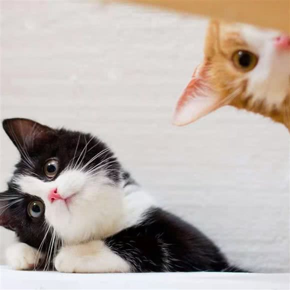 PETKIT小佩宠物·德文布偶专卖(山花店):上海城区闵行区莘庄附近