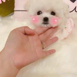 家养泰迪比熊宠物狗犬售卖:上海城区闵行区莘庄附近