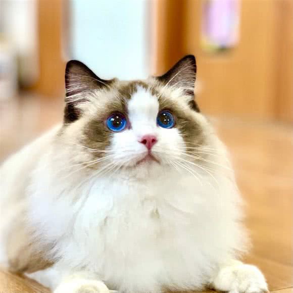 CFA赛级布偶猫专业繁育猫舍·布偶借配:上海城区闵行区莘庄附近