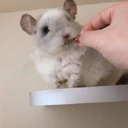 米奇妙妙屋龙猫寄养:上海城区闵行区莘庄附近