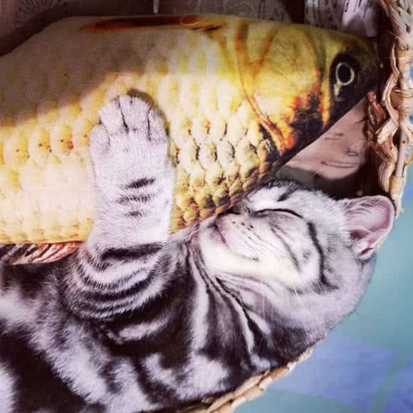 安小姐猫咖洗护(巴黎春天店):上海城区闵行区七宝附近