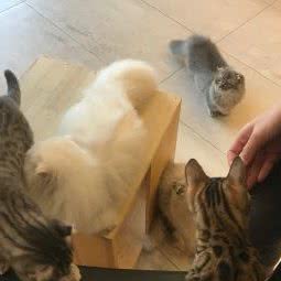 宠喵社:上海城区闵行区七宝附近