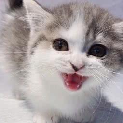 I TA 萌兽:上海城区闵行区七宝附近