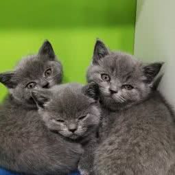 甜甜爱宠:北京城区海淀区紫竹桥附近