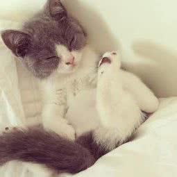 歆宠宠物园:上海城区闵行区七宝附近