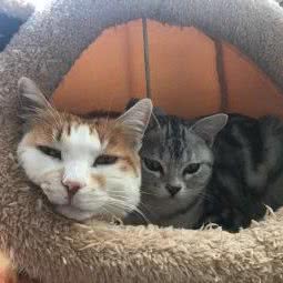 小狗在家宠物寄养(顾戴路店):上海城区闵行区七宝附近