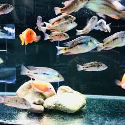 三湖屋:北京城区海淀区紫竹桥附近