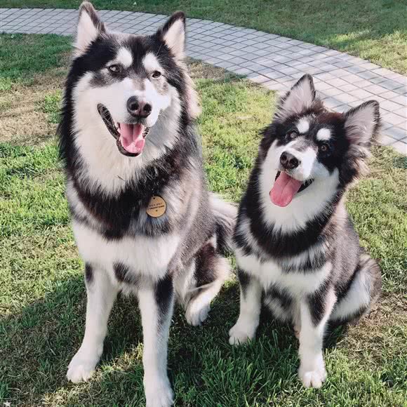 超能汪宠物生活馆:上海城区闵行区七宝附近