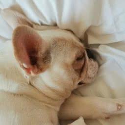 PETKIT小佩宠物(黎安店):上海城区闵行区七宝附近