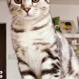 疯宠龙猫猫咪生活馆:北京城区海淀区紫竹桥附近