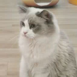 圣宠宠物&猫有家·撸猫馆(宝龙城店):上海城区闵行区七宝附近