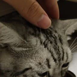 阿木木宠物:上海城区闵行区七宝附近