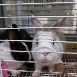 可可小宠:北京城区海淀区紫竹桥附近