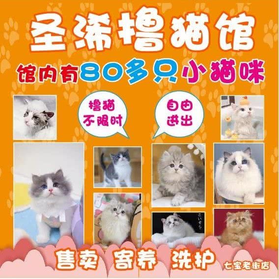 圣浠撸猫馆(七宝老街店):上海城区闵行区七宝附近