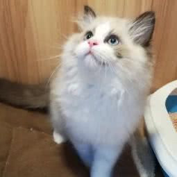 大型猫舍活体直销:上海城区闵行区七宝附近