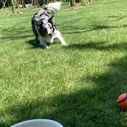 维安宠物:上海城区闵行区老闵行/交大师大附近