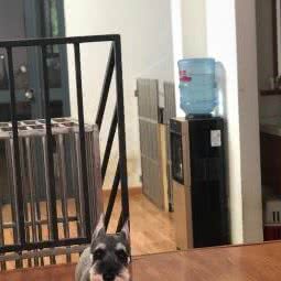 Free犬猫散养式寄养美容:上海城区闵行区老闵行/交大师大附近