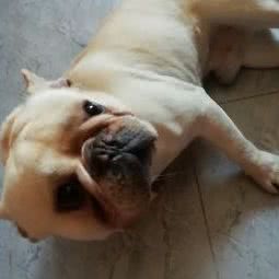 杰杰宠物:上海城区闵行区老闵行/交大师大附近