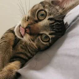 PETKlT小佩狗狗:上海城区闵行区老闵行/交大师大附近