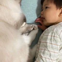 K家布偶猫舍:上海城区闵行区老闵行/交大师大附近