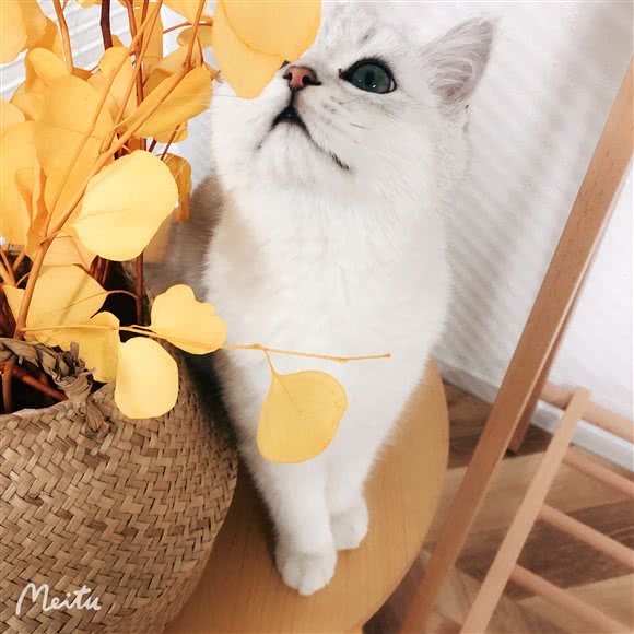 大锤家布偶猫专业繁育猫舍:上海城区闵行区老闵行/交大师大附近