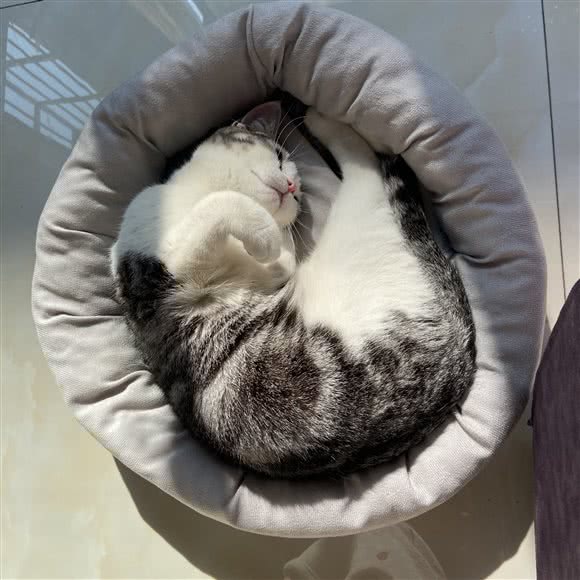 进宝の宠物生活馆:上海城区闵行区莲花路/南方商城附近