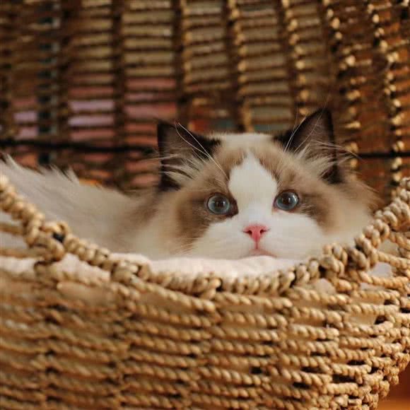 五斗米猫舍:北京城区海淀区紫竹桥附近