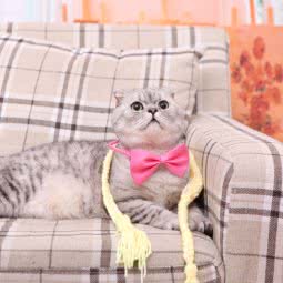 KK宠物:上海城区闵行区莲花路/南方商城附近