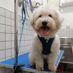 派多格宠物(罗秀路店):上海城区闵行区莲花路/南方商城附近