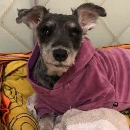 哈妮宠物:上海城区闵行区莲花路/南方商城附近