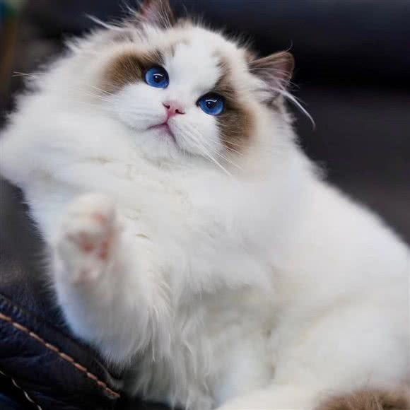 调皮宝贝宠物店:上海城区闵行区莲花路/南方商城附近