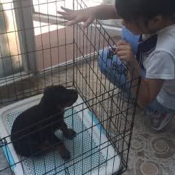 魔都罗威纳犬舍:上海城区闵行区莲花路/南方商城附近