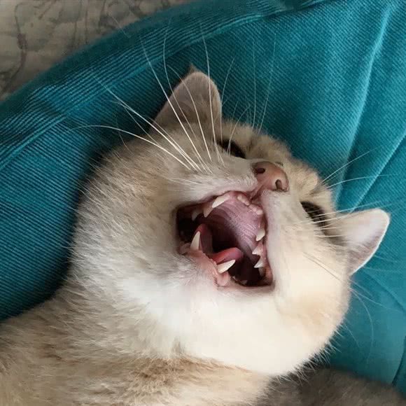 咪平猫寄养:上海城区闵行区莲花路/南方商城附近